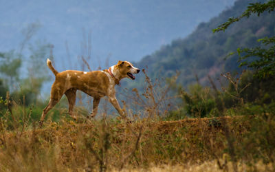 Dog running in a field