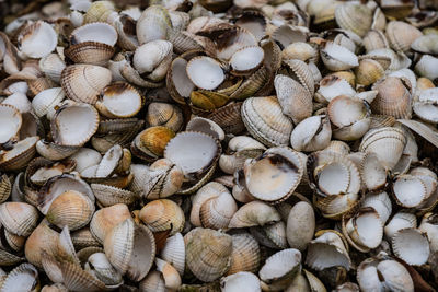Full frame shot of shells