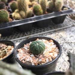 High angle view of vegetables in bowl on table