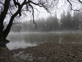 Scenic view of lake against bare trees