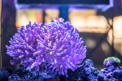 Close-up of purple flowering plant in sea
