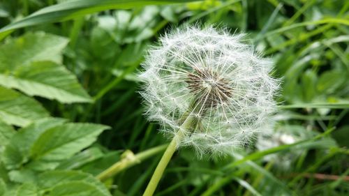 Close-up of dandelion blooming outdoors