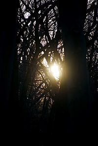 Sun shining through trees