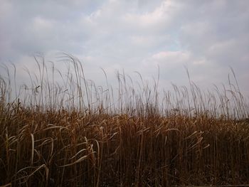 Close-up of wheat field against sky