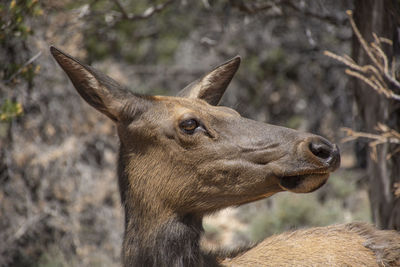 Close-up of deer