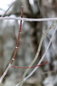 Close-up of snow on twig