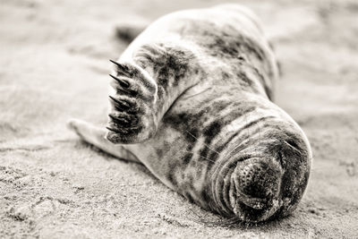 Close-up of a baby seal lying on the beach