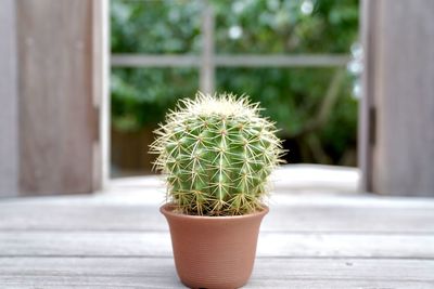 Close-up of potted plant on window sill