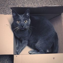 Portrait of cat sitting on floor at home
