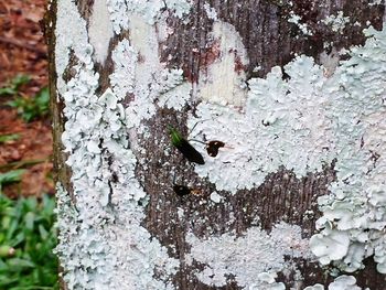 Close-up of tree trunk