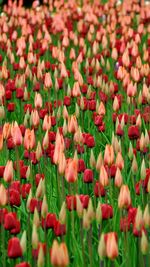 Full frame shot of tulips