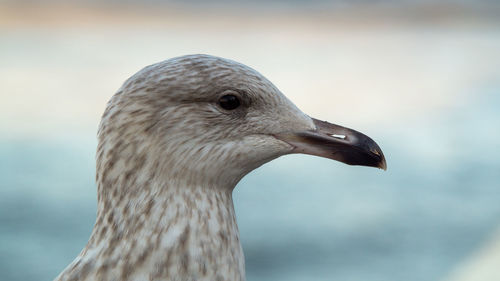 Close-up of seagull head