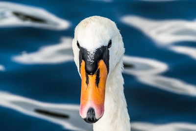 Close-up of swan swimming in lake