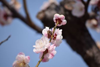 Close-up of pink flowers blooming on tree