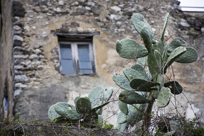 Low angle view of plant against house
