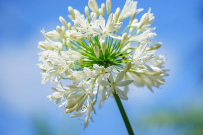 Close-up of white flowering plant against blue sky