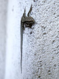 Close-up of lizard