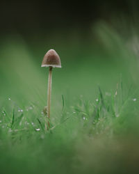 Close-up of mushroom growing on field