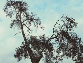 Low angle view of tree against sky