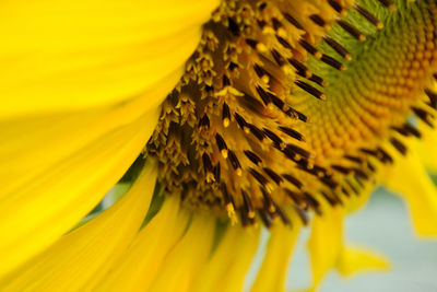 Macro shot of yellow flower pollen