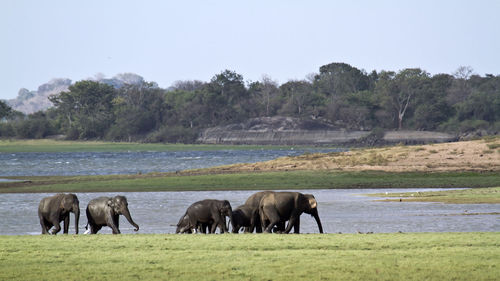 Horses grazing in a field