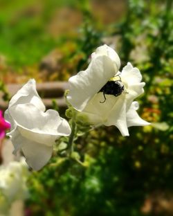 Close-up of white roses blooming outdoors