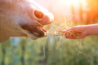 Close-up of hand feeding a horse