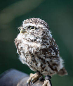Close-up of young owl