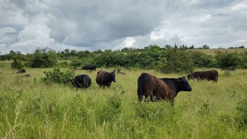 View of buffalos grazing against cloudy sky