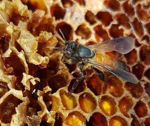 High angle view of bee