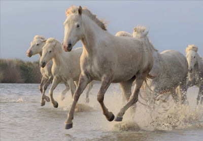 White horses running in water