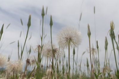 Close-up of dandelion in field