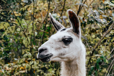 Portrait of an animal, llama, close-up.