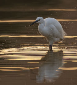 Seagull perching on a lake