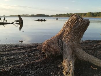 Driftwood on tree by lake against sky