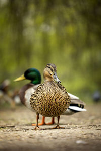 Close up of a couple of ducks standing on the ground 