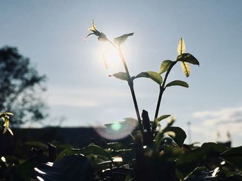 Close-up of flowering plant against sky