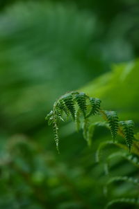 Close-up of plant