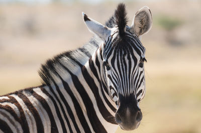 Close-up of zebra