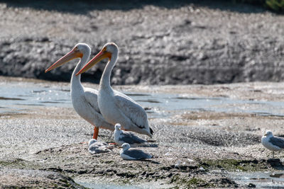 Pelicans and seagulls perching on a beach
