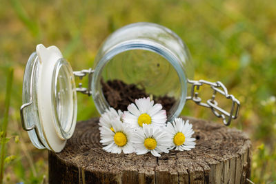 Close-up of white flowering plants in jar on field