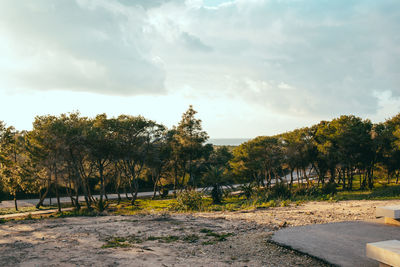 Trees on field against sky
