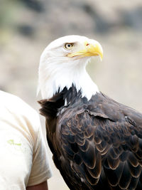 Close-up of bald eagle