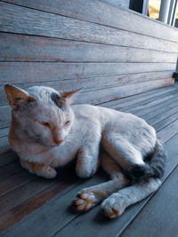 Cat sleeping on porch