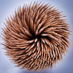 High angle view of feather on table