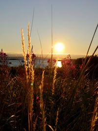 Scenic view of field against sky at sunset