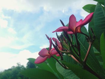 Low angle view of pink flower blooming against sky