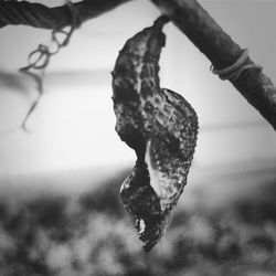 Close-up of snake hanging on tree