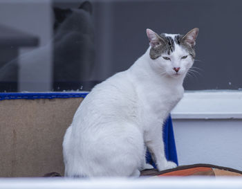 Close-up of a cat looking away