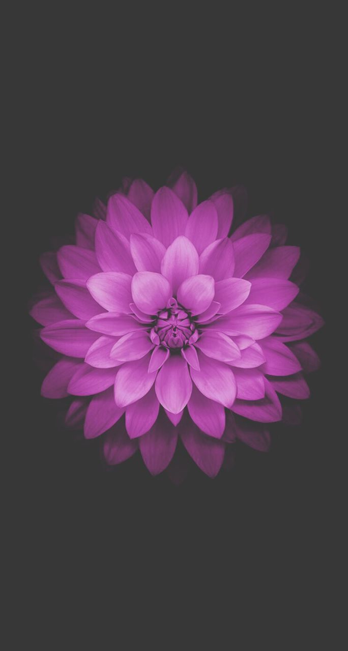 flower, petal, freshness, flower head, fragility, studio shot, purple, black background, beauty in nature, close-up, nature, growth, copy space, blooming, no people, night, plant, single flower, in bloom, pink color